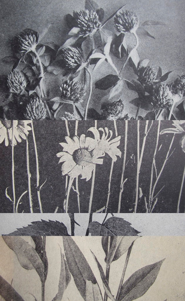 Flora Print