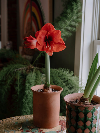 Amaryllis in Terracotta