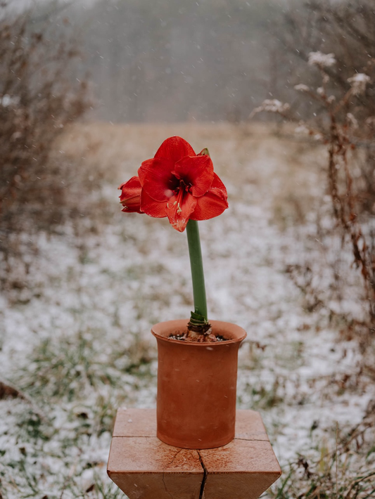Amaryllis in Terracotta