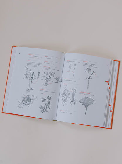 A Botanist’s Vocabulary