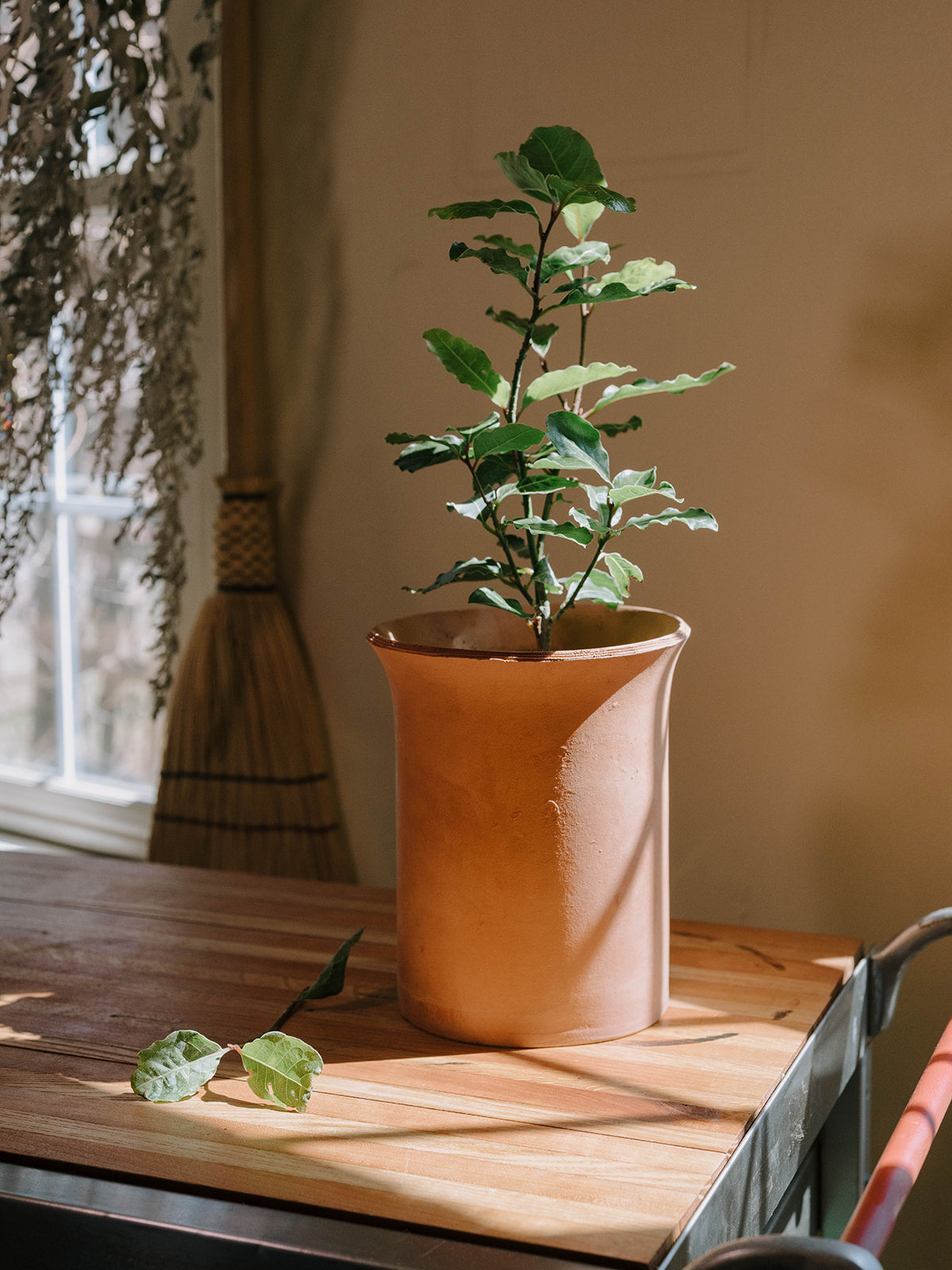 Bay Laurel in Terracotta