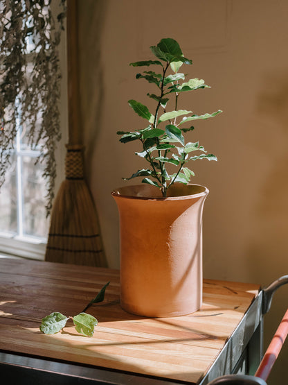 Bay Laurel in Terracotta