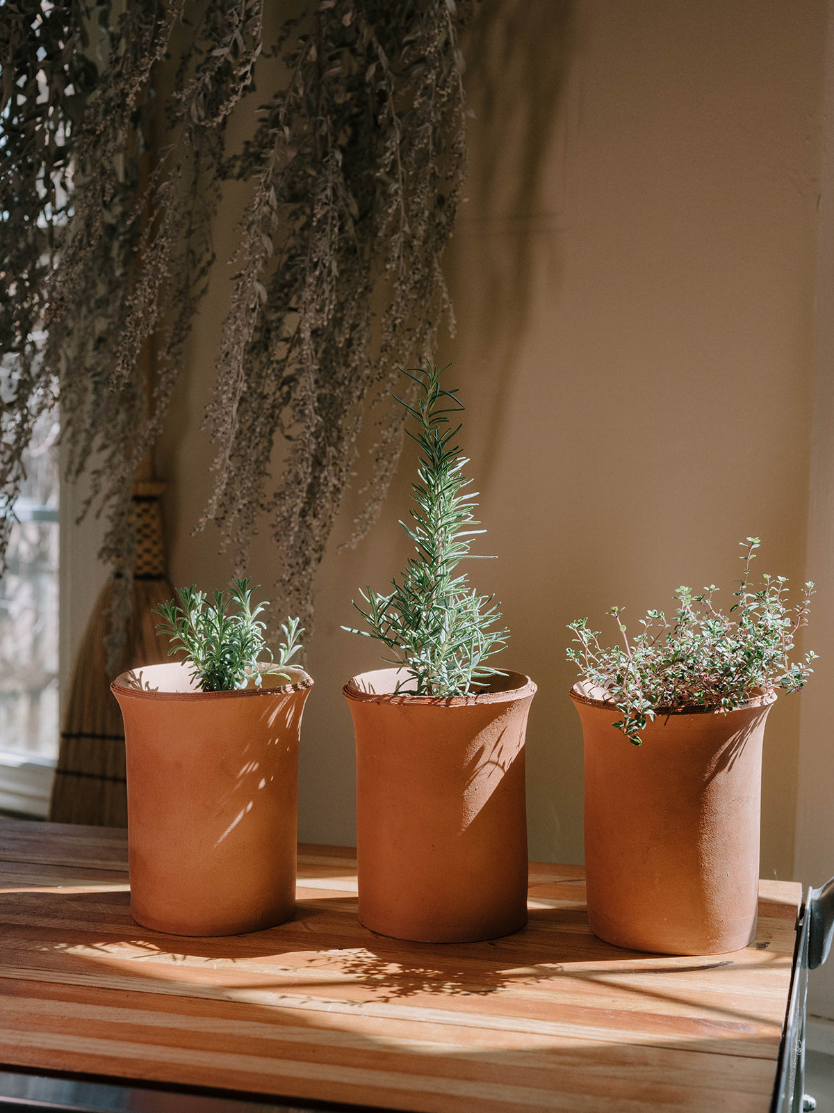 Herbs in Terracotta