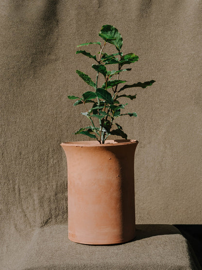 Bay Laurel in Terracotta