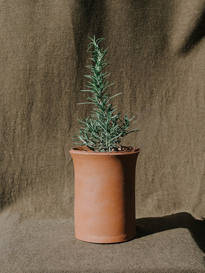 Herbs in Terracotta