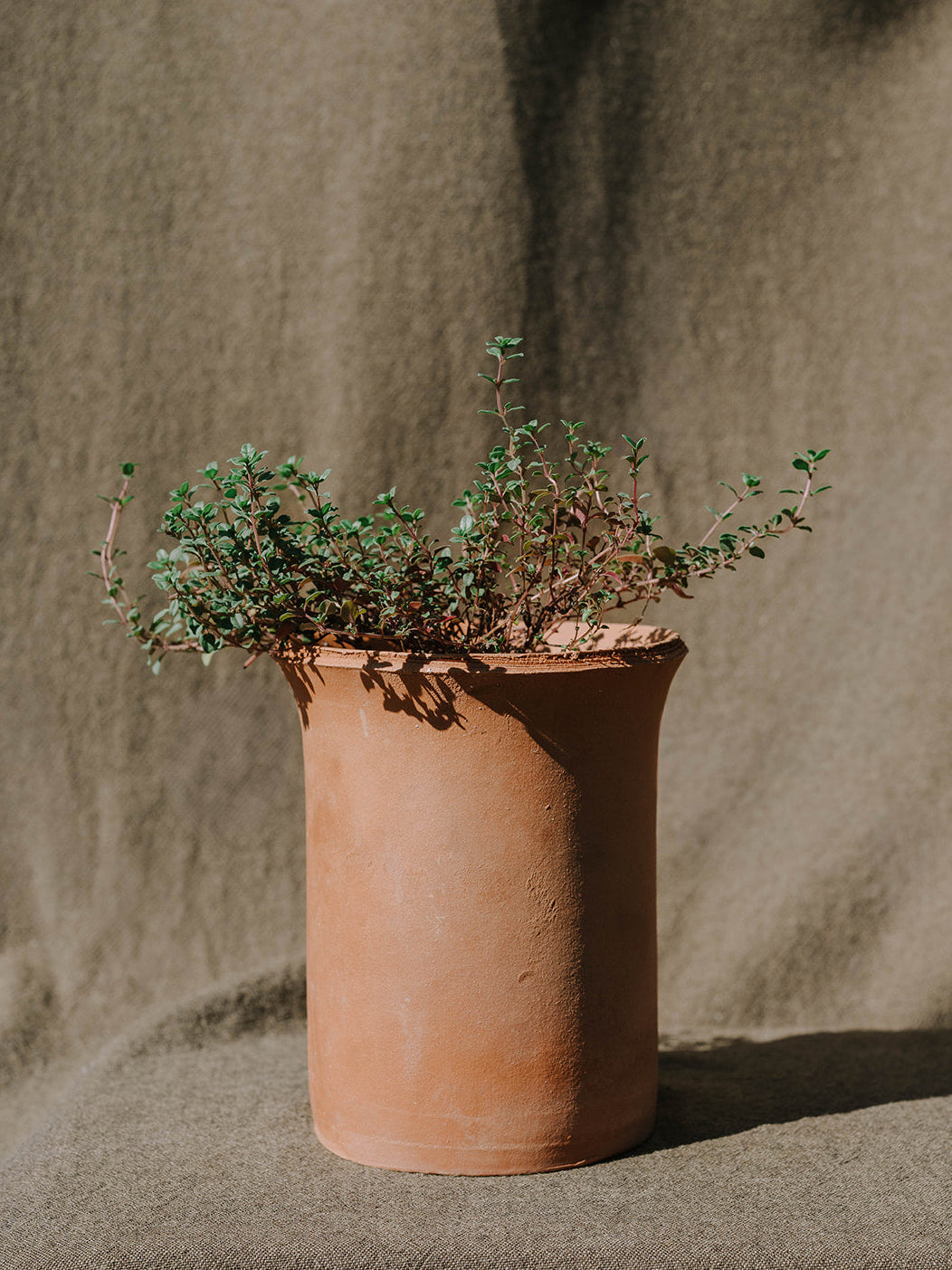 Herbs in Terracotta
