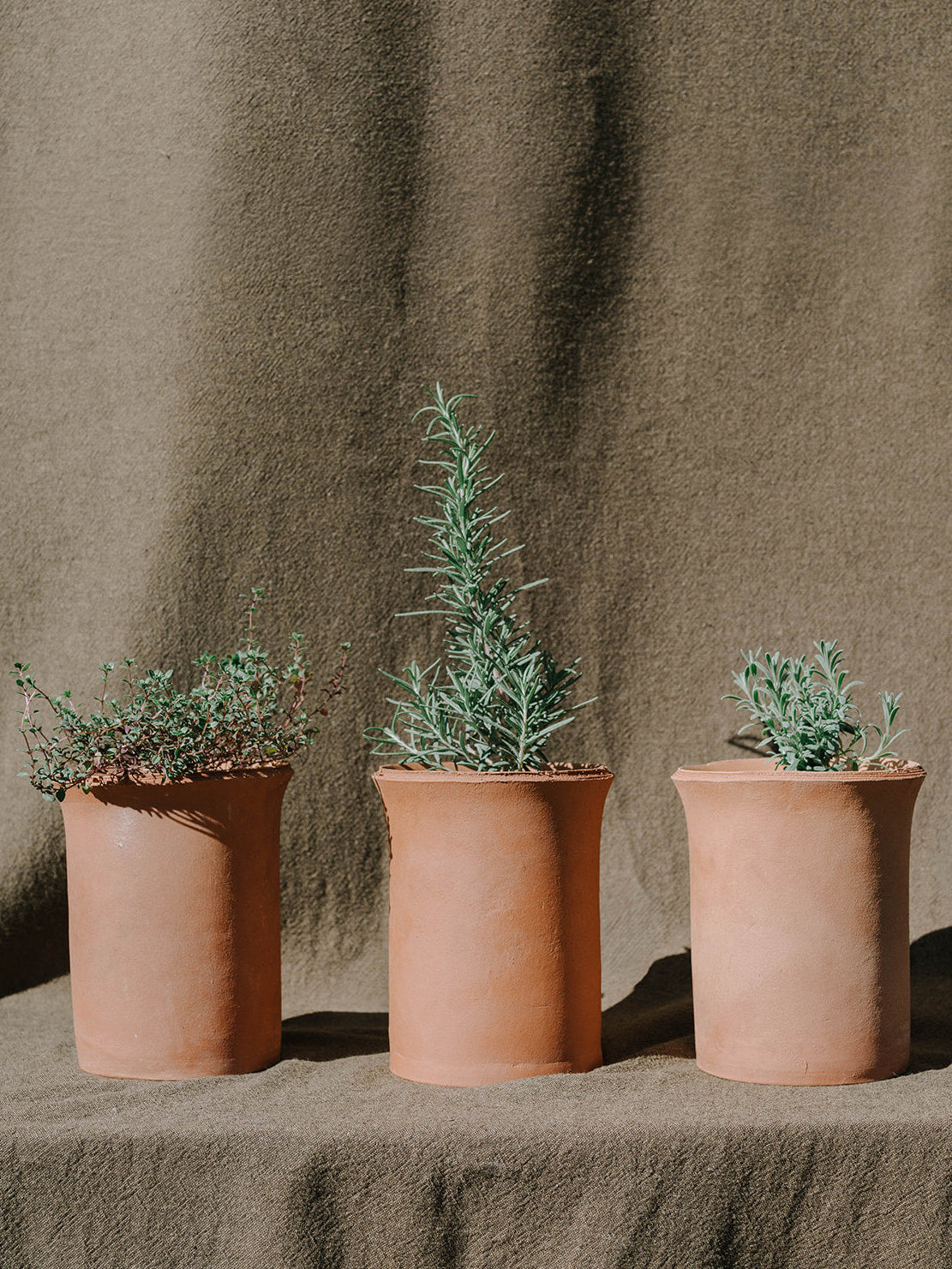 Herbs in Terracotta