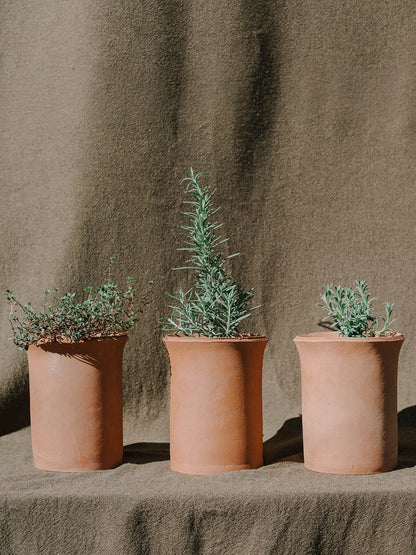 Herbs in Terracotta