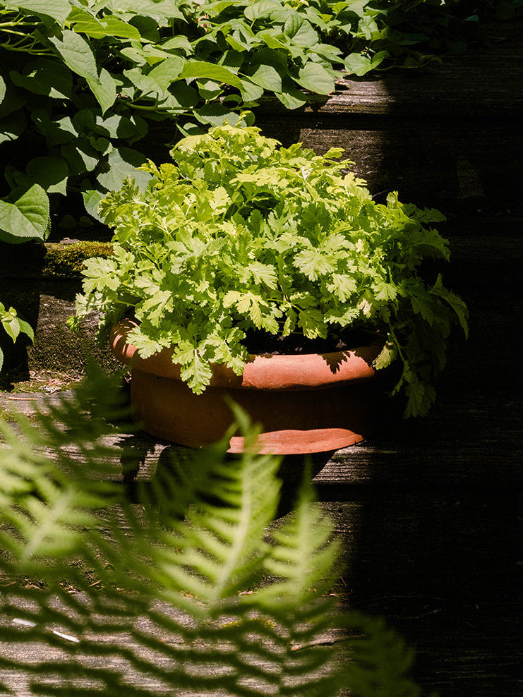 Fold Planter 'Low'