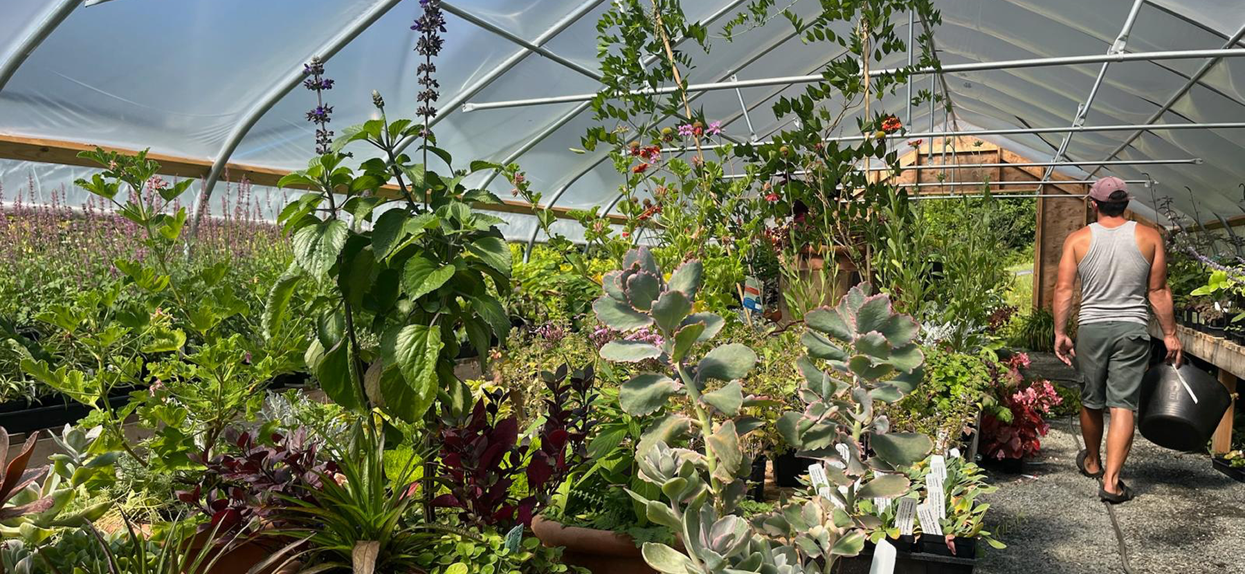 Spring Road Nursery terraced gardens