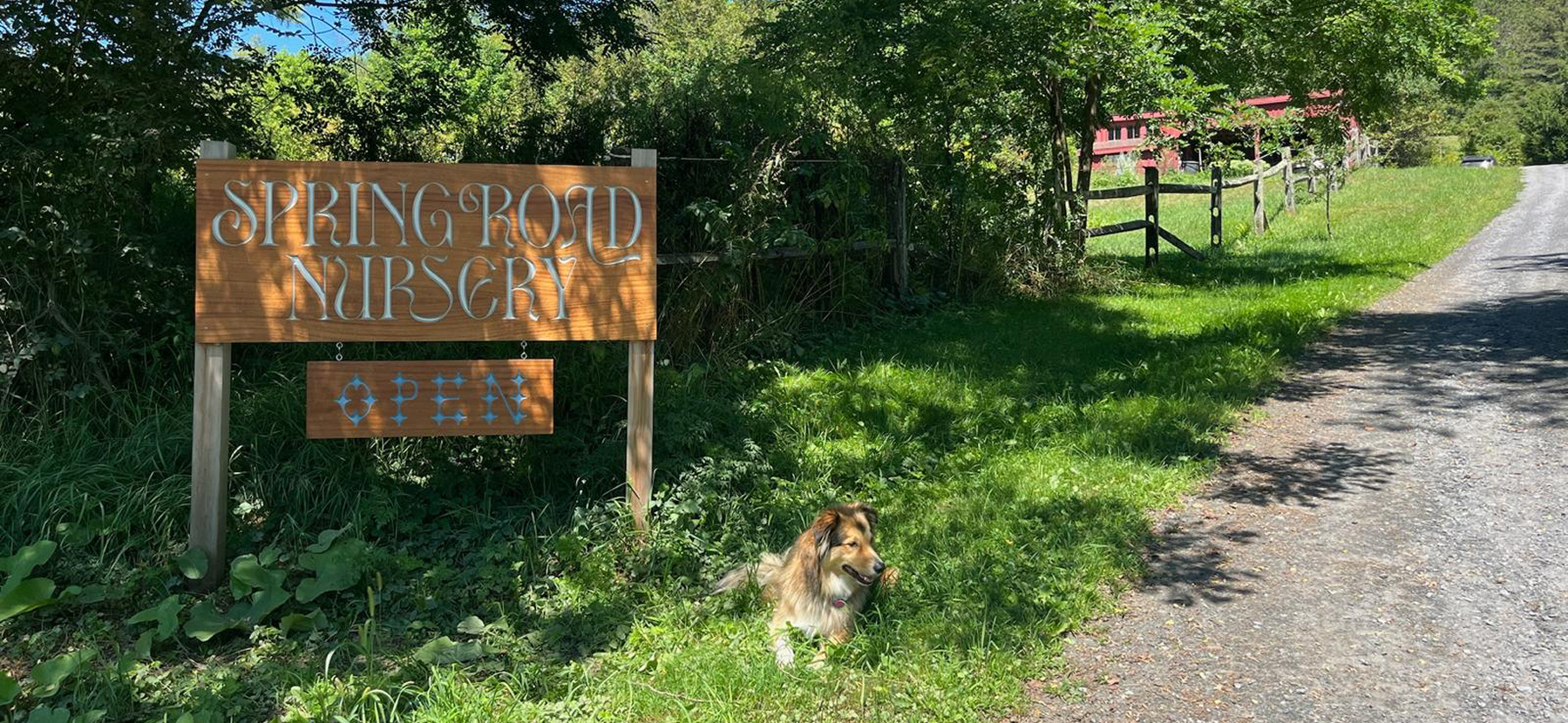 Spring Road Nursery terraced gardens